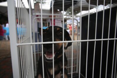 Feira de adoção e chipagem gratuita de cães acontece neste sábado (15) em Itararé (SP)
